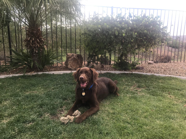 Hemp Dog Rope Toy